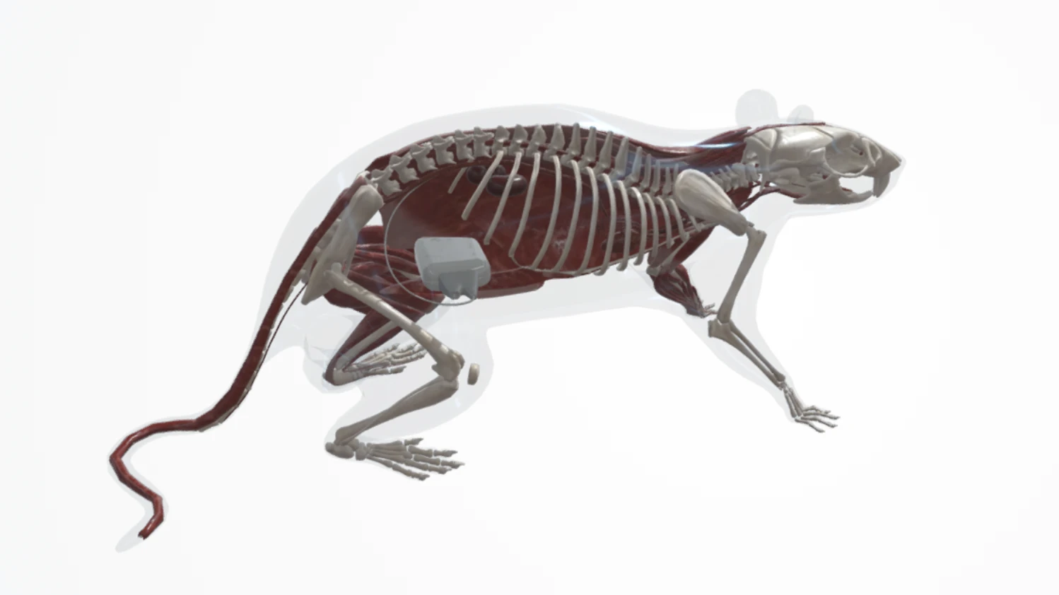 Kaha Rat Telemeter Implantations – 3D Models