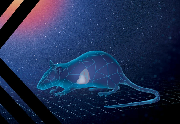 Tips and Tricks for Successful Rat Telemetry Blood Pressure Recordings