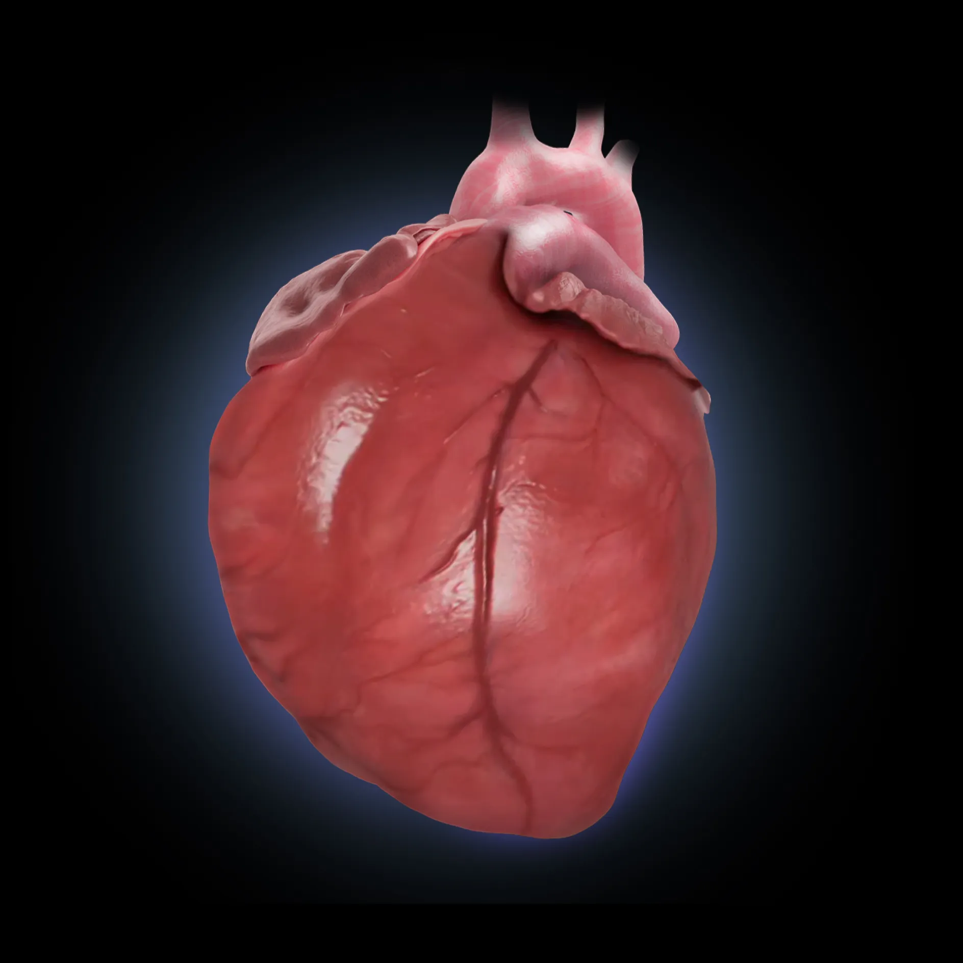 Transonic Heart Left Ventricle - closed heart
