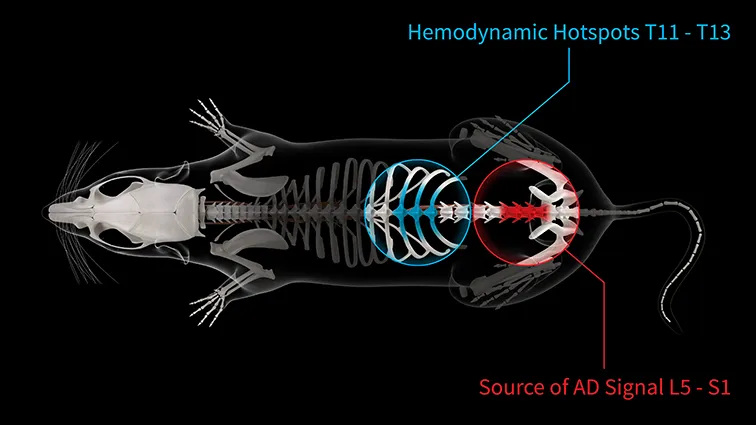 the skeleton of a mouse with circles around two parts of the spine