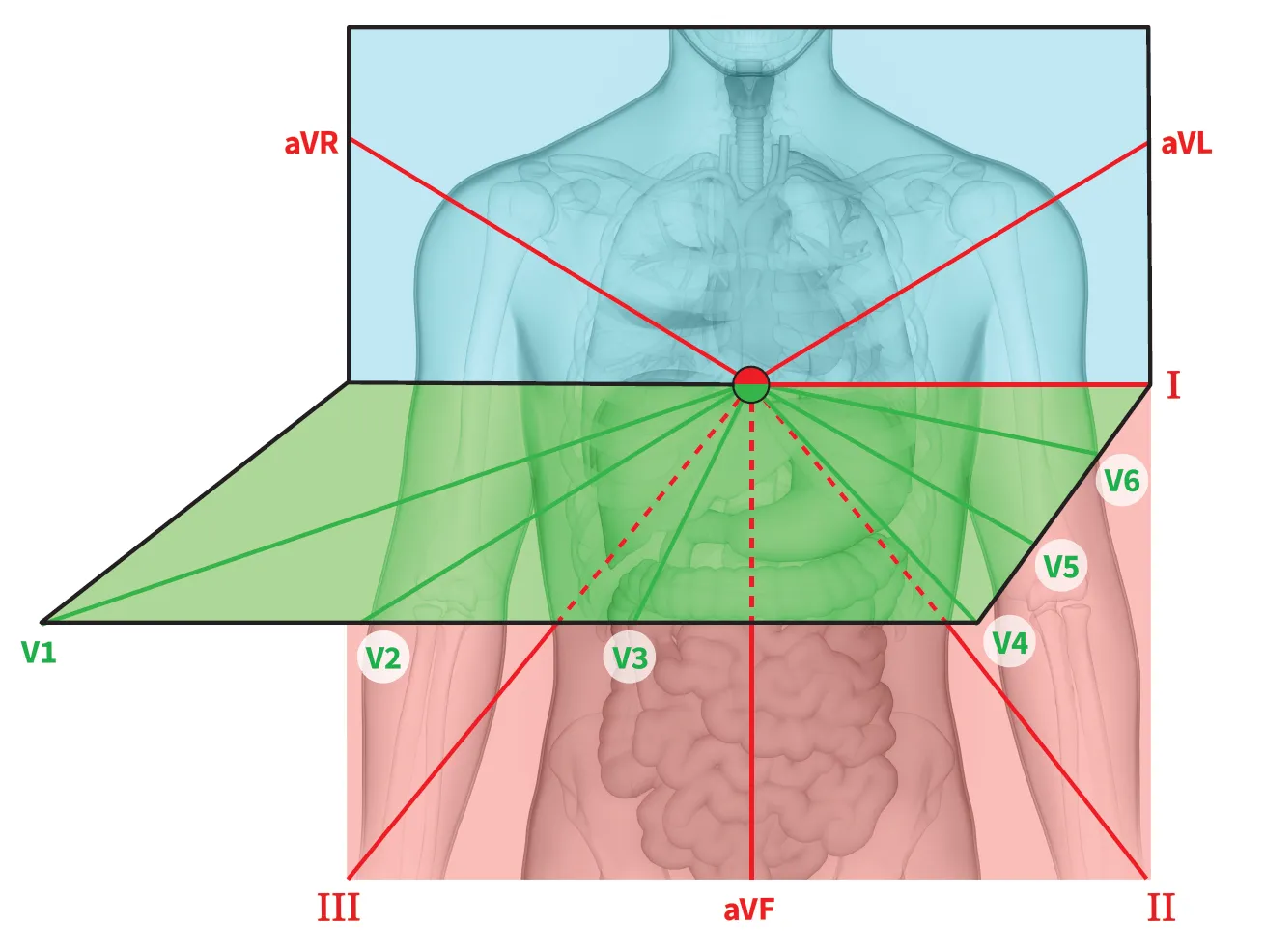 the three planes of view of ECG leads