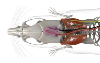 Epilepsy Gene Therapy-Blog