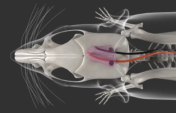 Video Category - Kaha